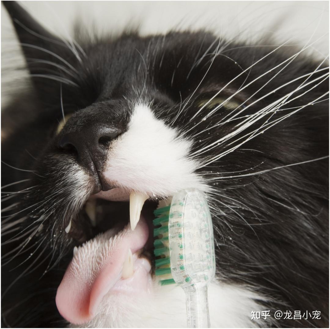 暹罗猫口腔炎有什么症状？怎么治疗暹罗猫口腔炎？