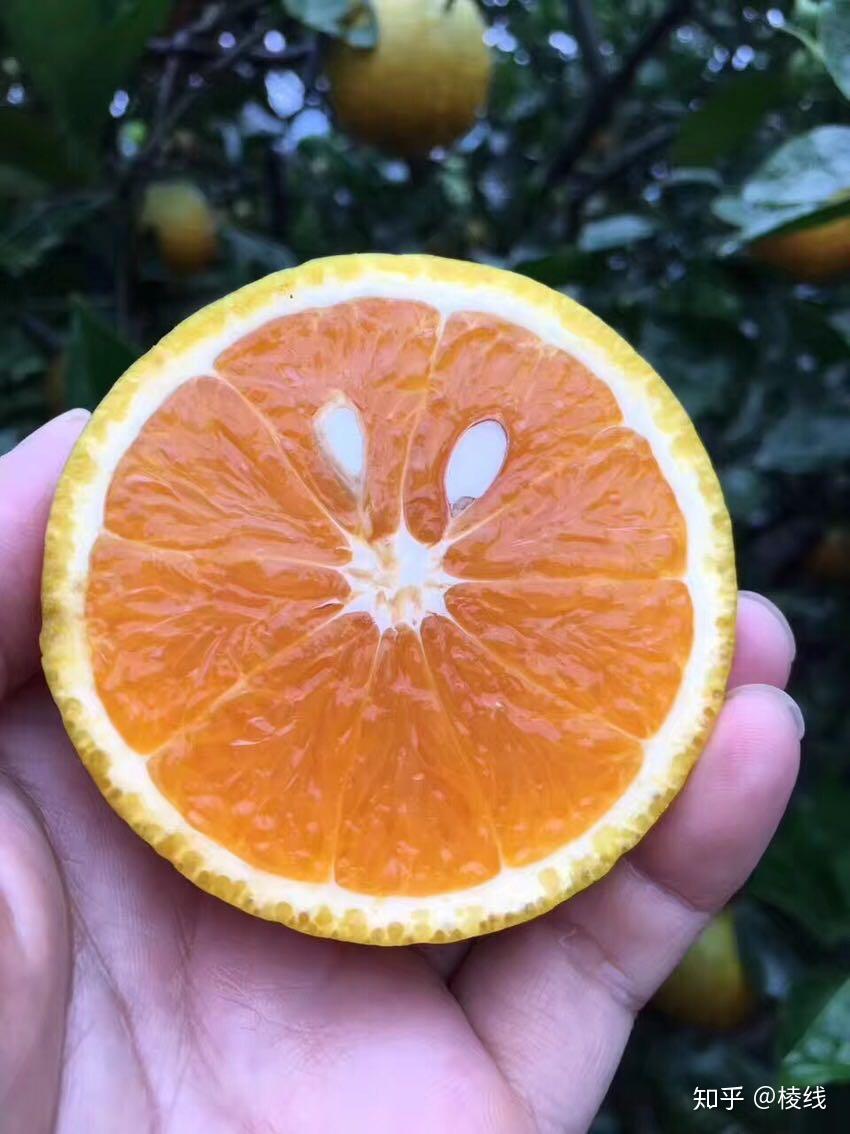 秭归夏橙 - 知乎