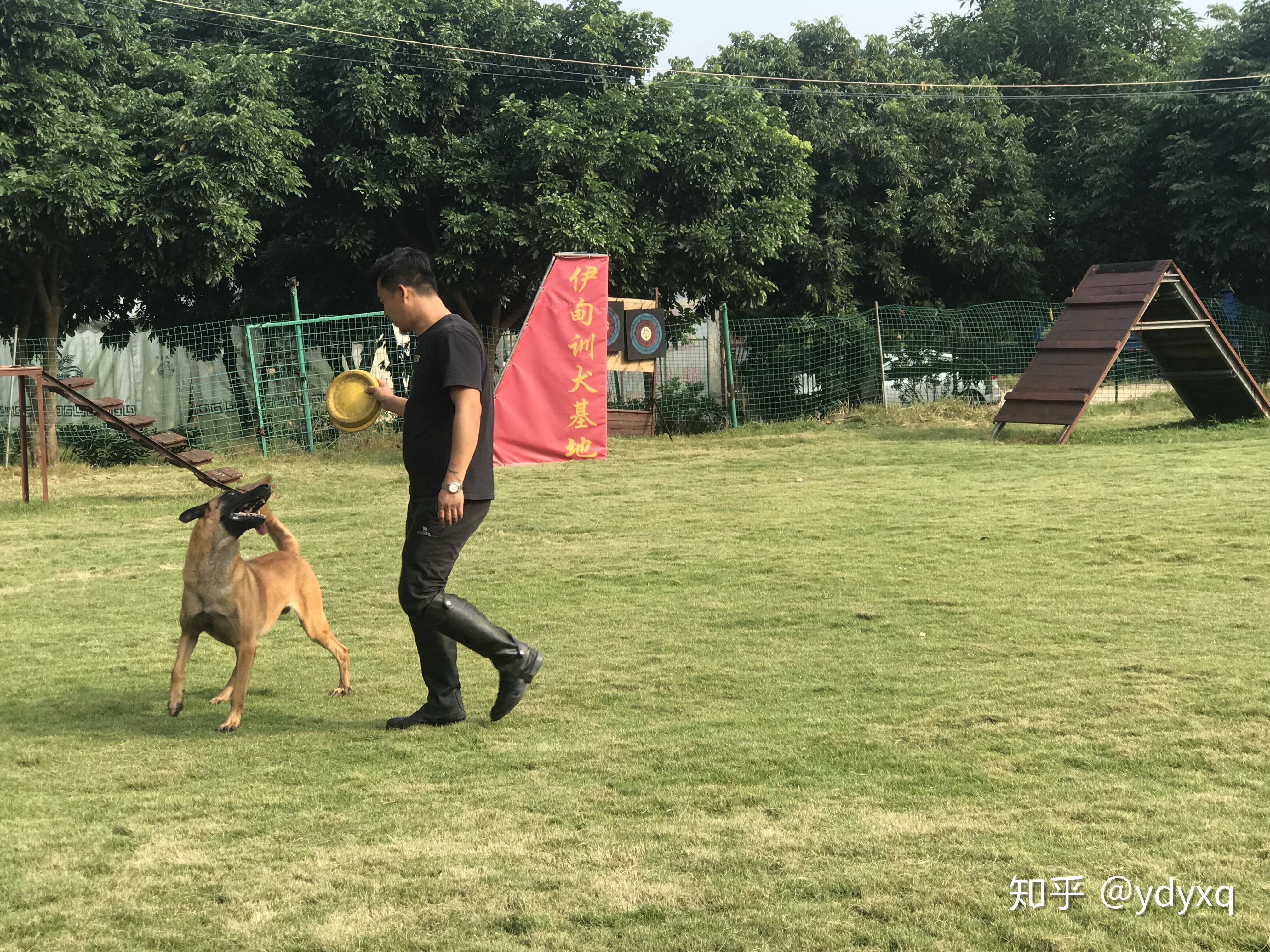 中山伊甸園訓犬基地專業訓狗訓犬的場所