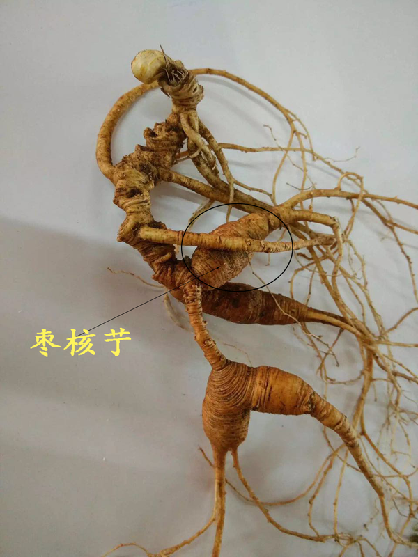 枣核艼(人参的不定根)