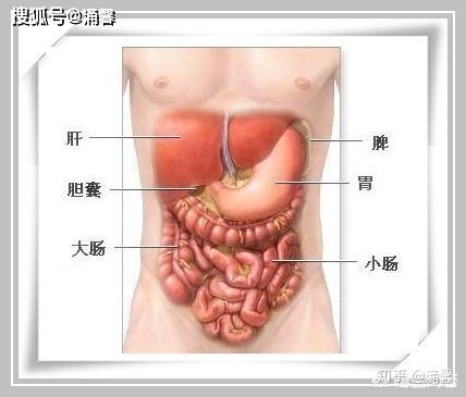 胃肝胆的位置图图片