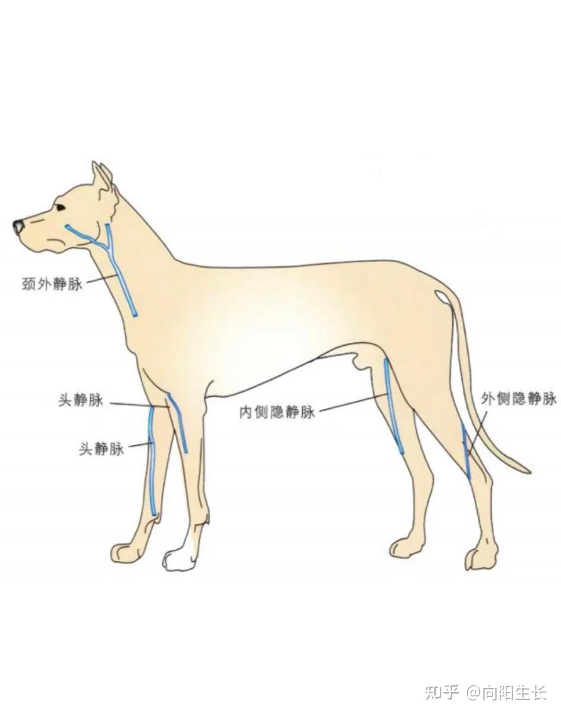 采血管种类|犬猫采血部位选择