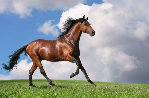 脑海里首先出现的不是奔腾跳跃的马匹,而是一款美式肌肉跑车,福特野马