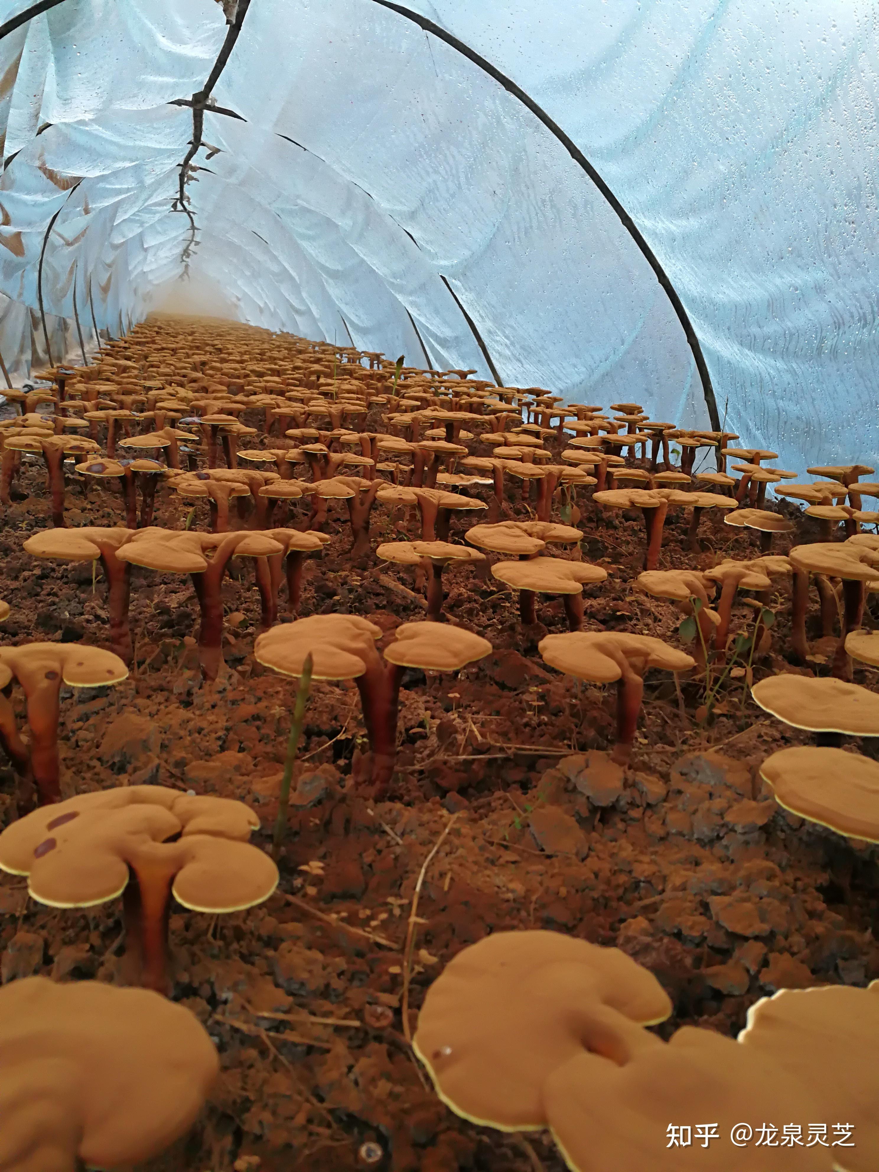 浙江龙泉的灵芝到底好不好