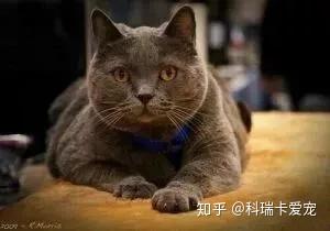 蓝猫都有哪些品种 知乎