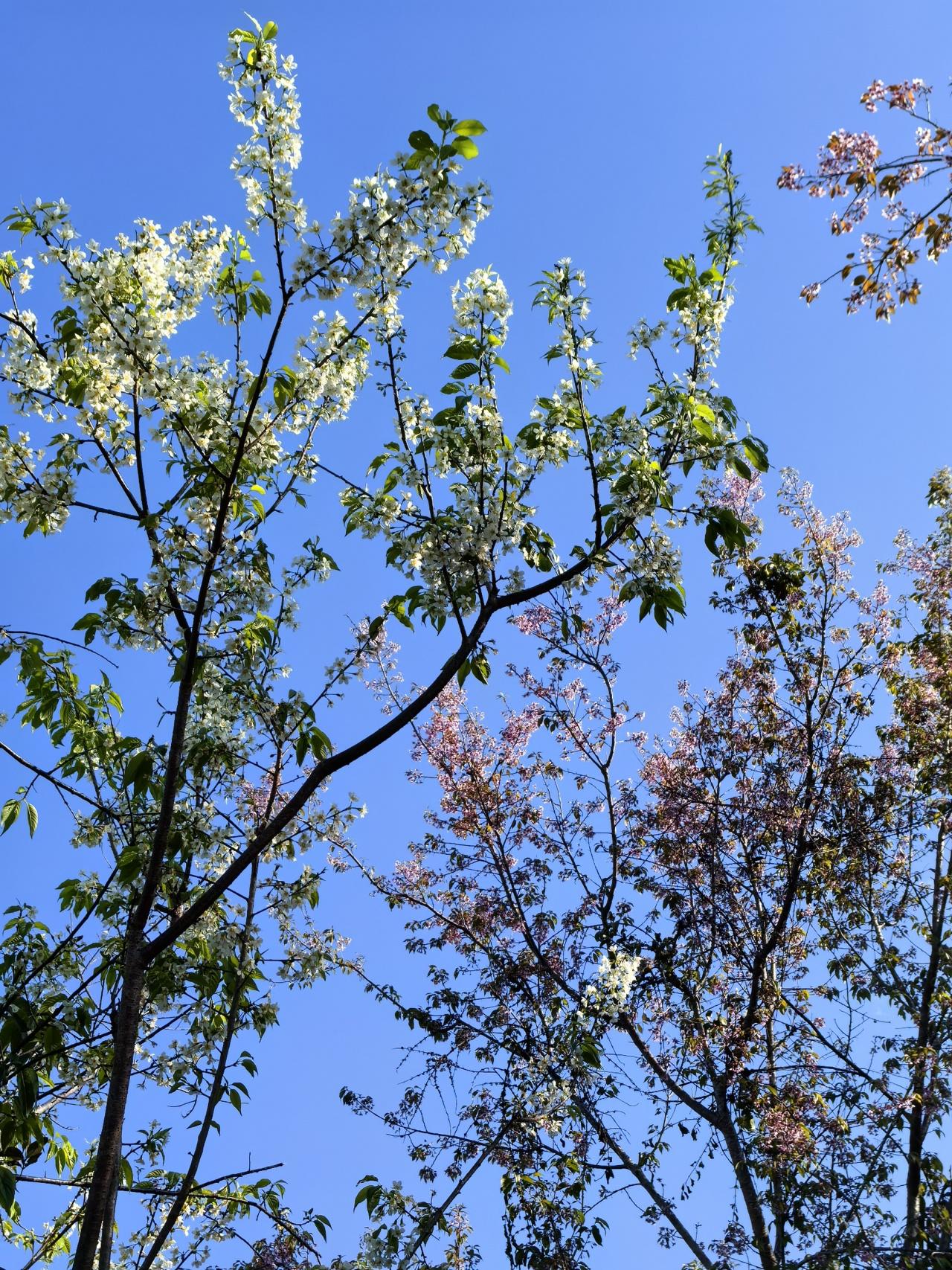 植库‖冬天盛放的樱花,带你提前过春天 - 知乎