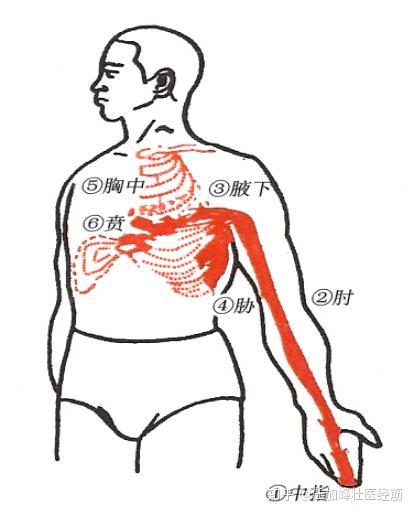 连载 黄帝内经 灵枢 经筋第十三 手厥阴之筋 知乎