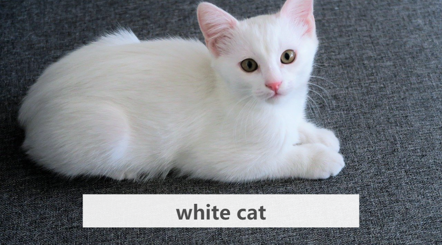 自己苦学多年的英语没用上,为啥要让孩子继续学? - 知乎