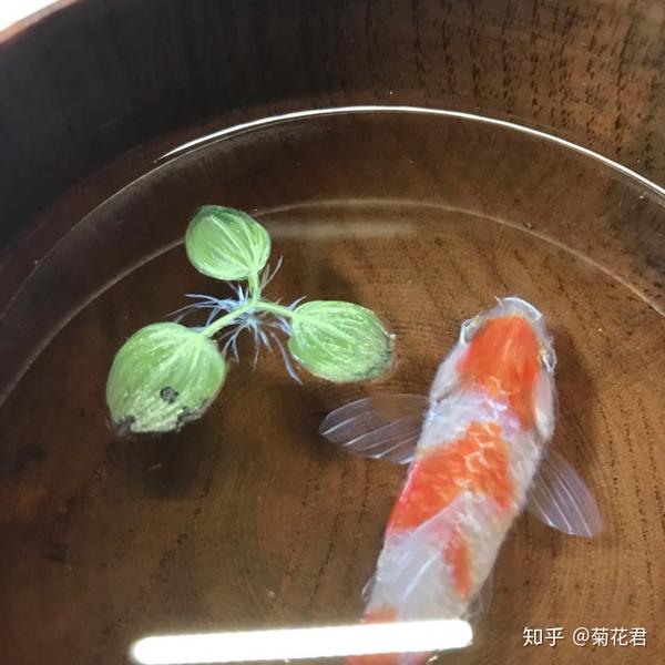 树脂艺术 画鱼的正确姿势 知乎