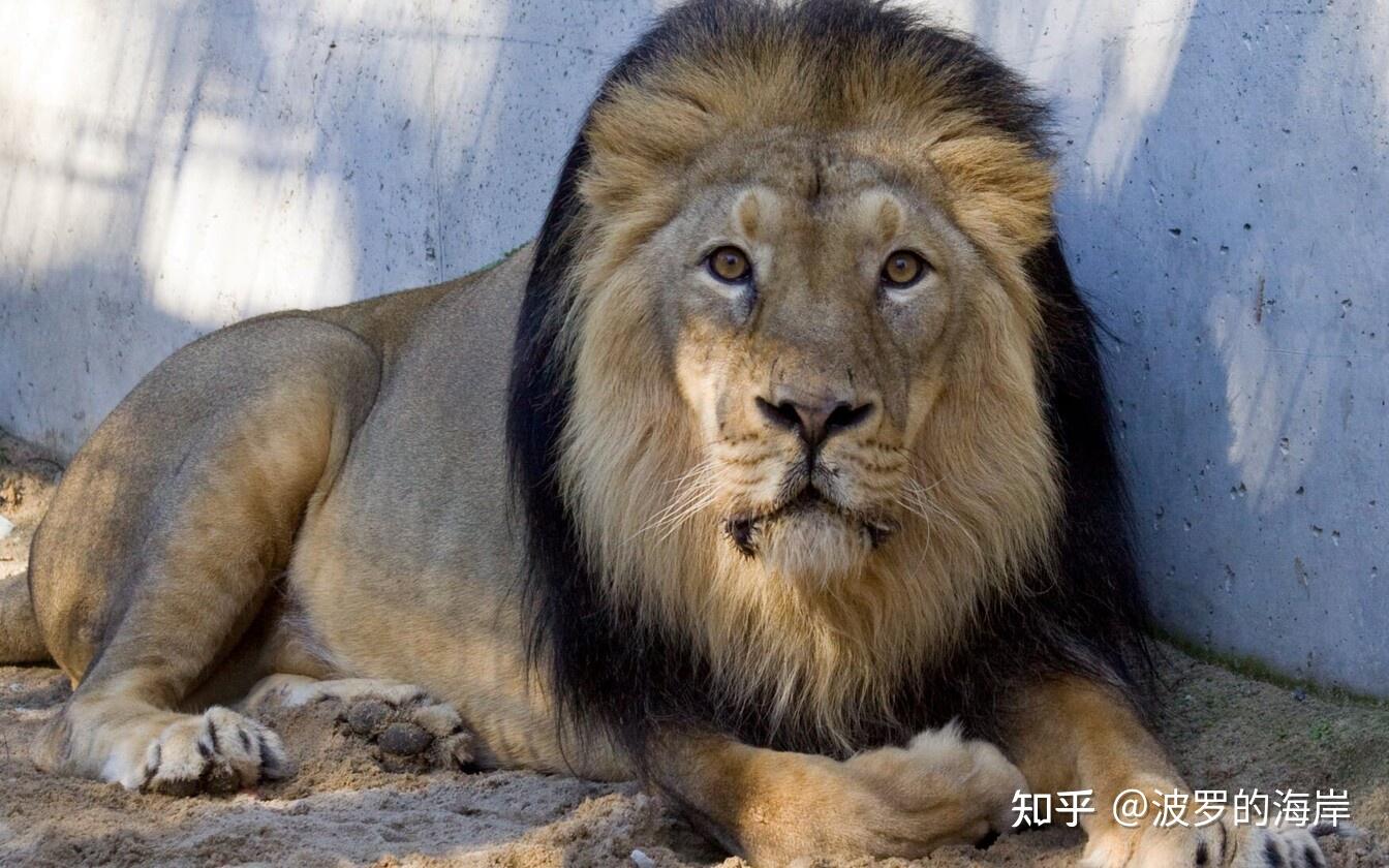 塔林動物園亞洲獅安樂死後屍檢發現感染新冠病毒