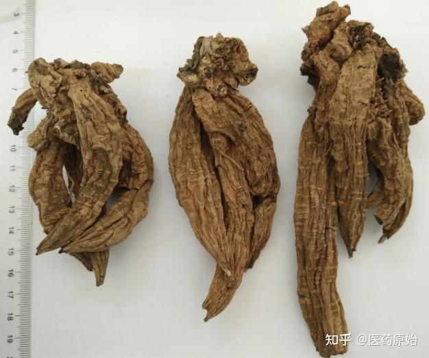 带你识别玄参 - 知乎