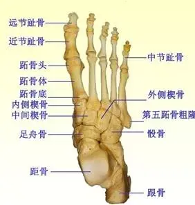 脚面骨的位置图图片
