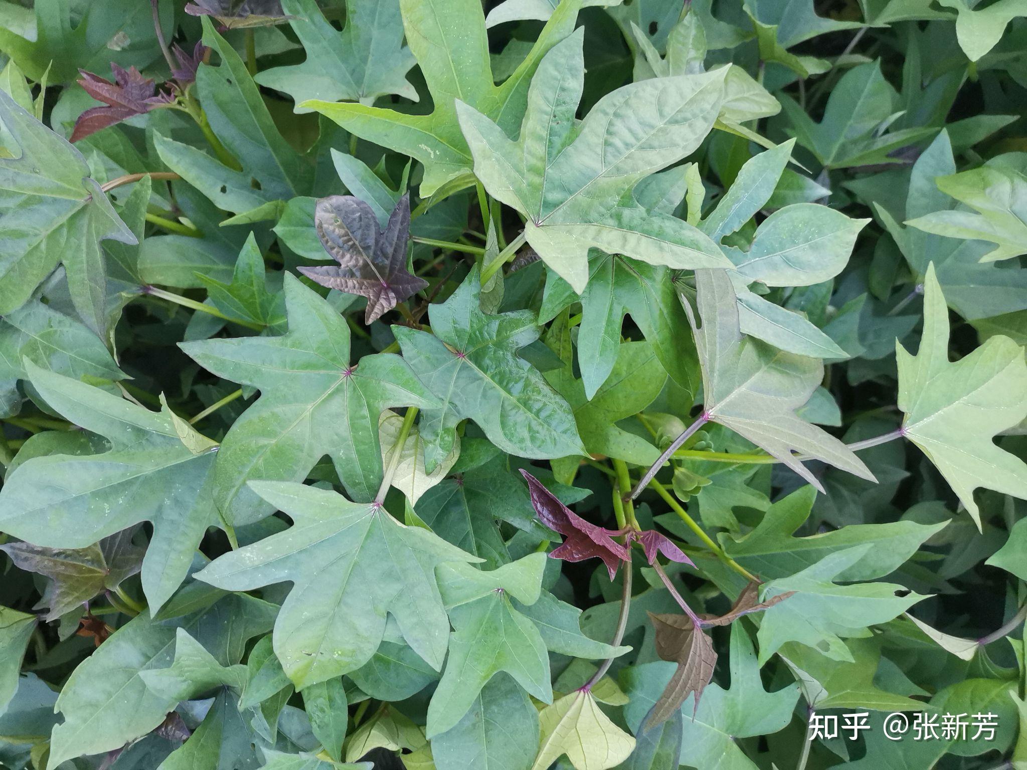 野生紫薯藤图片图片
