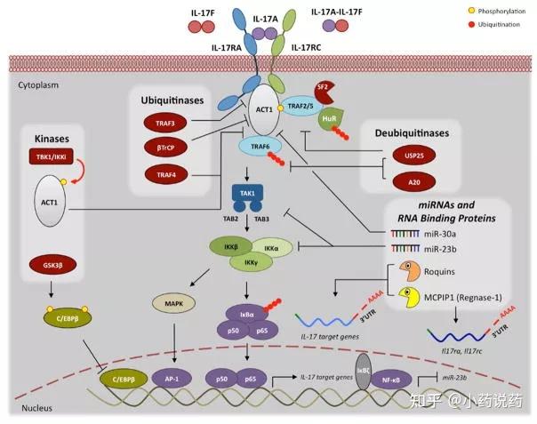 il-17的信号通路
