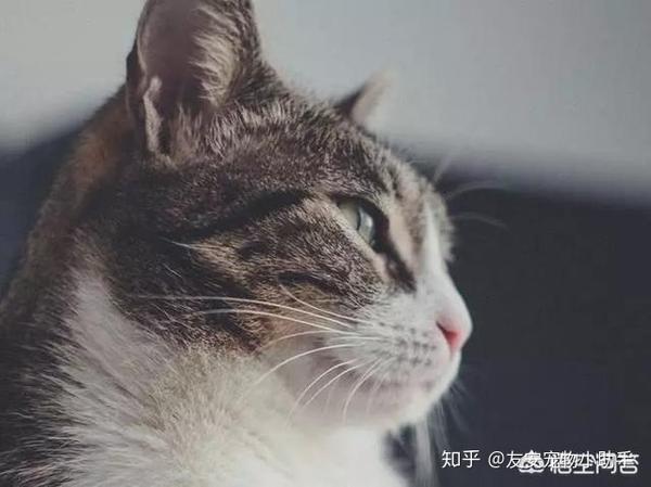 养一只猫吧 千帆过尽只有它不会走 知乎