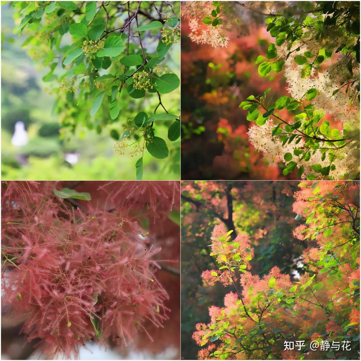 黄栌树上开出粉紫色“羽毛”? - 知乎