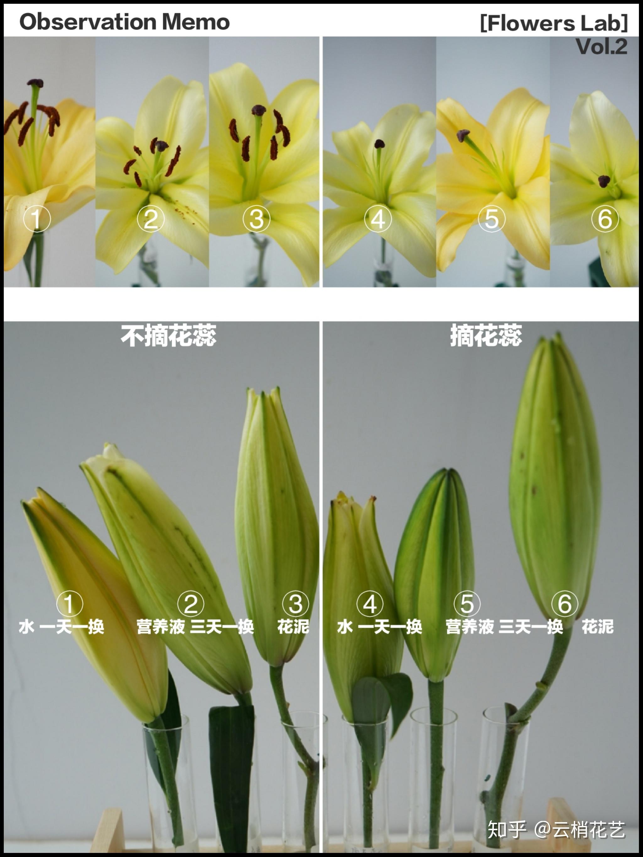 百合花去花蕊