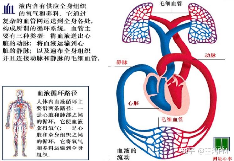 怎么促进血液循环系统 v2-1e05fef135a5a2ffe7b67f4aa1d717be_r.jpg