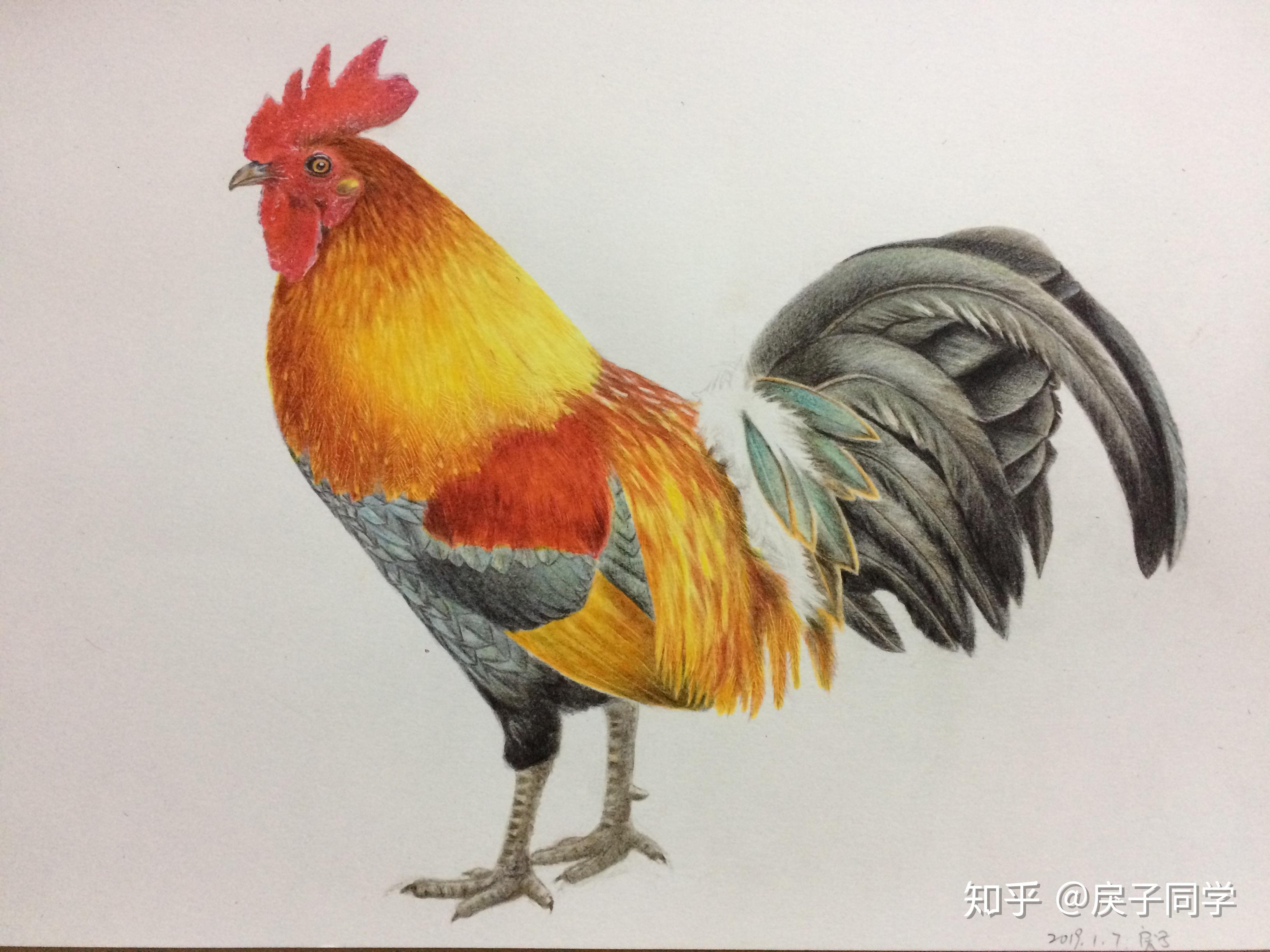 彩铅写实动物毛发羽毛类