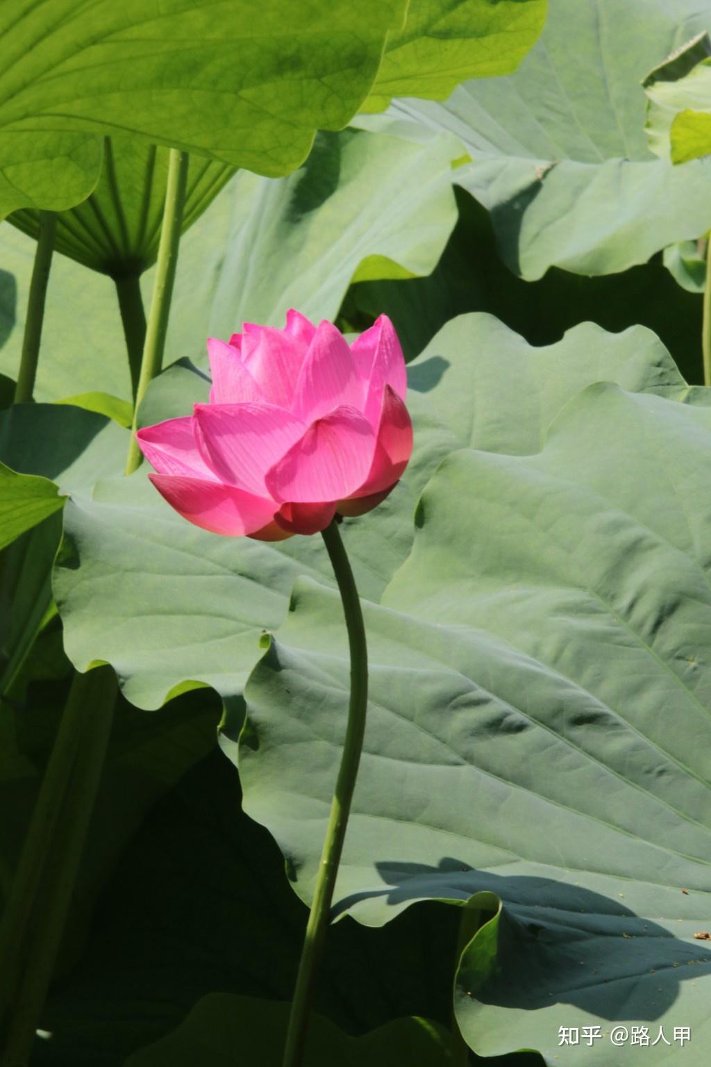 湖田荷花十里起香风图片