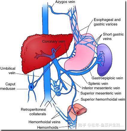 肠胃和脾静脉是要先进入肝脏解毒过滤后才能进入主静脉流回心脏的,如