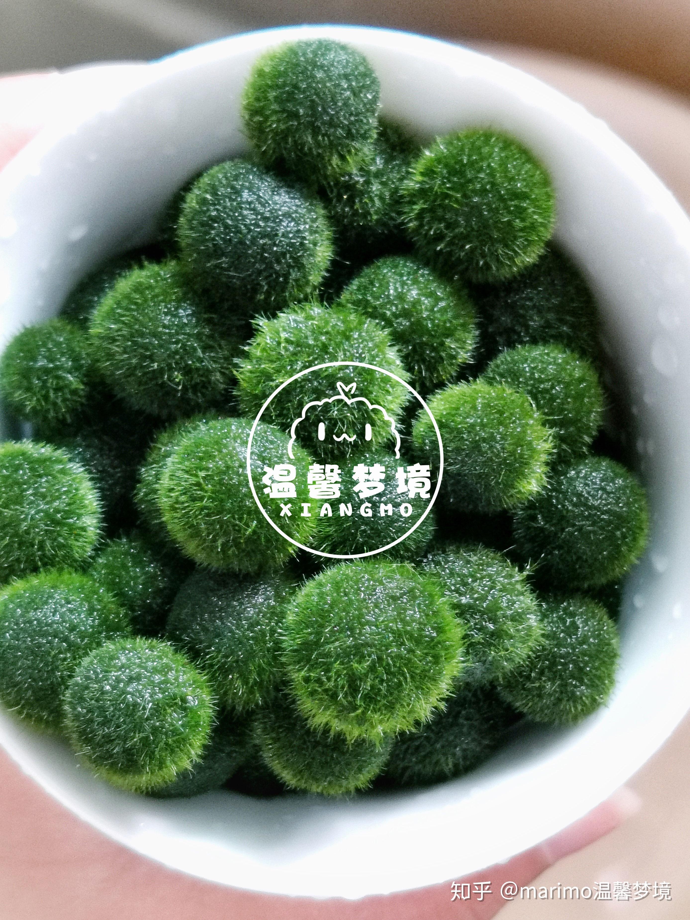 marimo温馨梦境球藻科普报第一版球藻掉毛