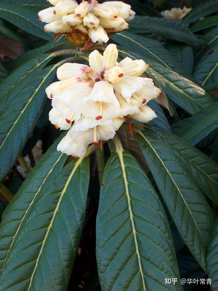 天赋异禀——杜鹃花中的巨人族(上篇)大叶类杜鹃共有两个亚组构成