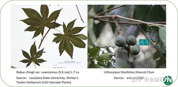 既是天然甜味剂,又是功能性原料,「木姜叶柯」甜茶值得关注! - 知乎