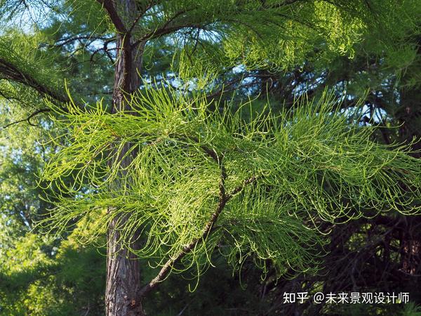 简单三步法快速区分水杉、落羽杉和池杉 - 知乎