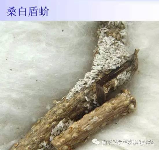 三,蚧壳虫烟粉虱对黄色有强烈趋性,可在温室内设置黄色粘虫板诱杀成虫