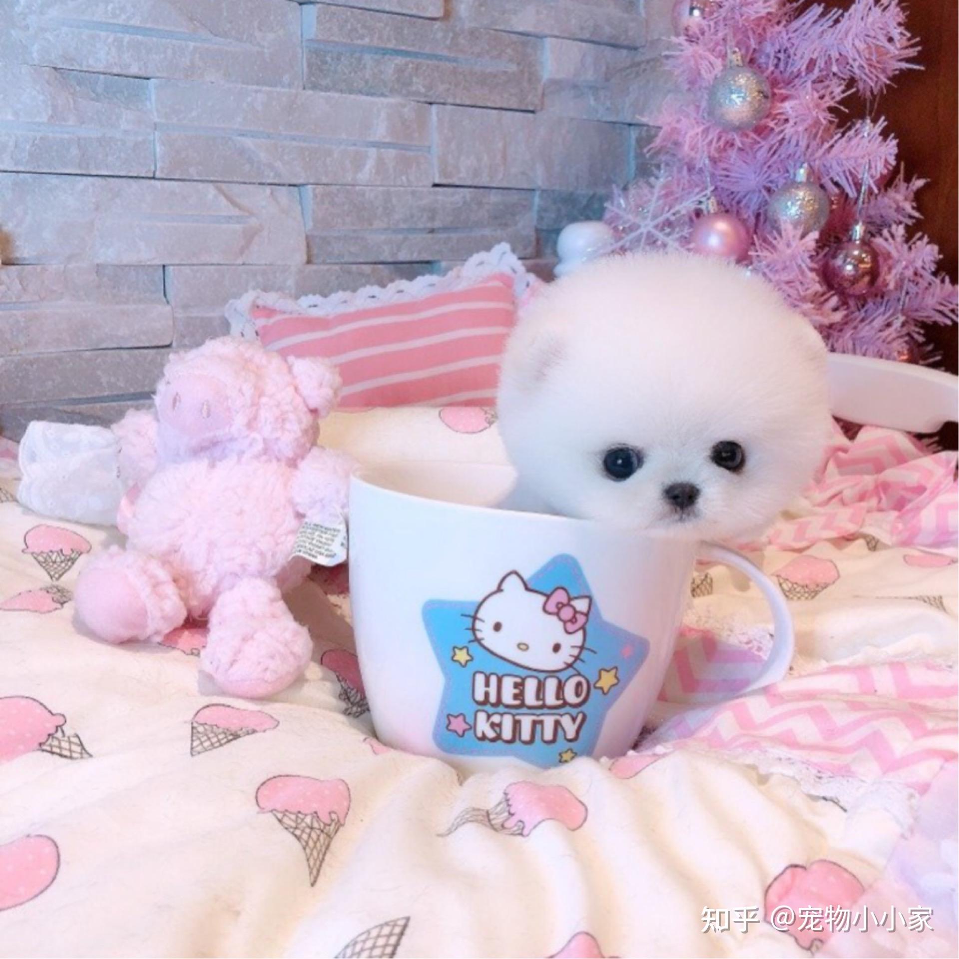 为什么养“茶杯犬”的人越来越少?背后的真相很扎心! - 知乎