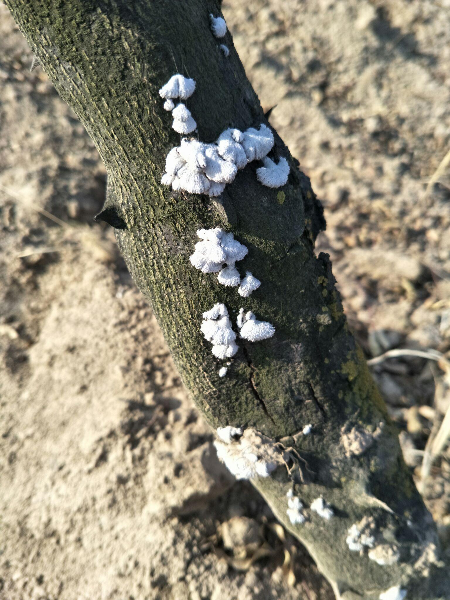 花椒树这是啥病呢树干上长了木耳吗求成因与治疗办法