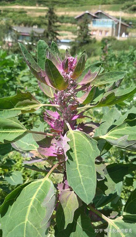 高原藜麦正值花期看看藜麦开花长什么样