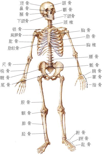 人體骨骼