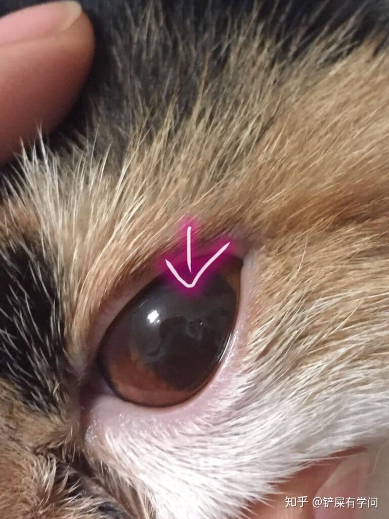 猫咪常见眼科疾病