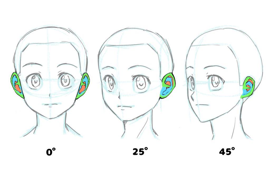 简单易懂的耳朵结构画法画出没有违和感的耳朵