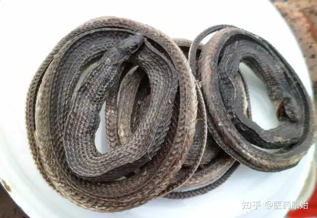 带你识别乌梢蛇