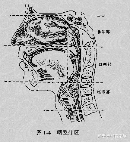 假声发声位置图解图片