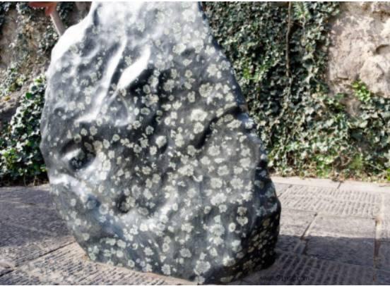 寒花已将至 菊花仍常开 菊花石 知乎