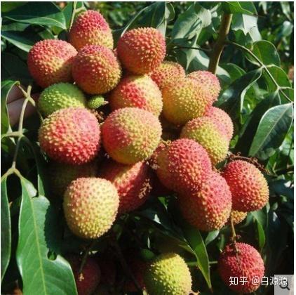 有哪些特别好吃的荔枝种类? - 知乎