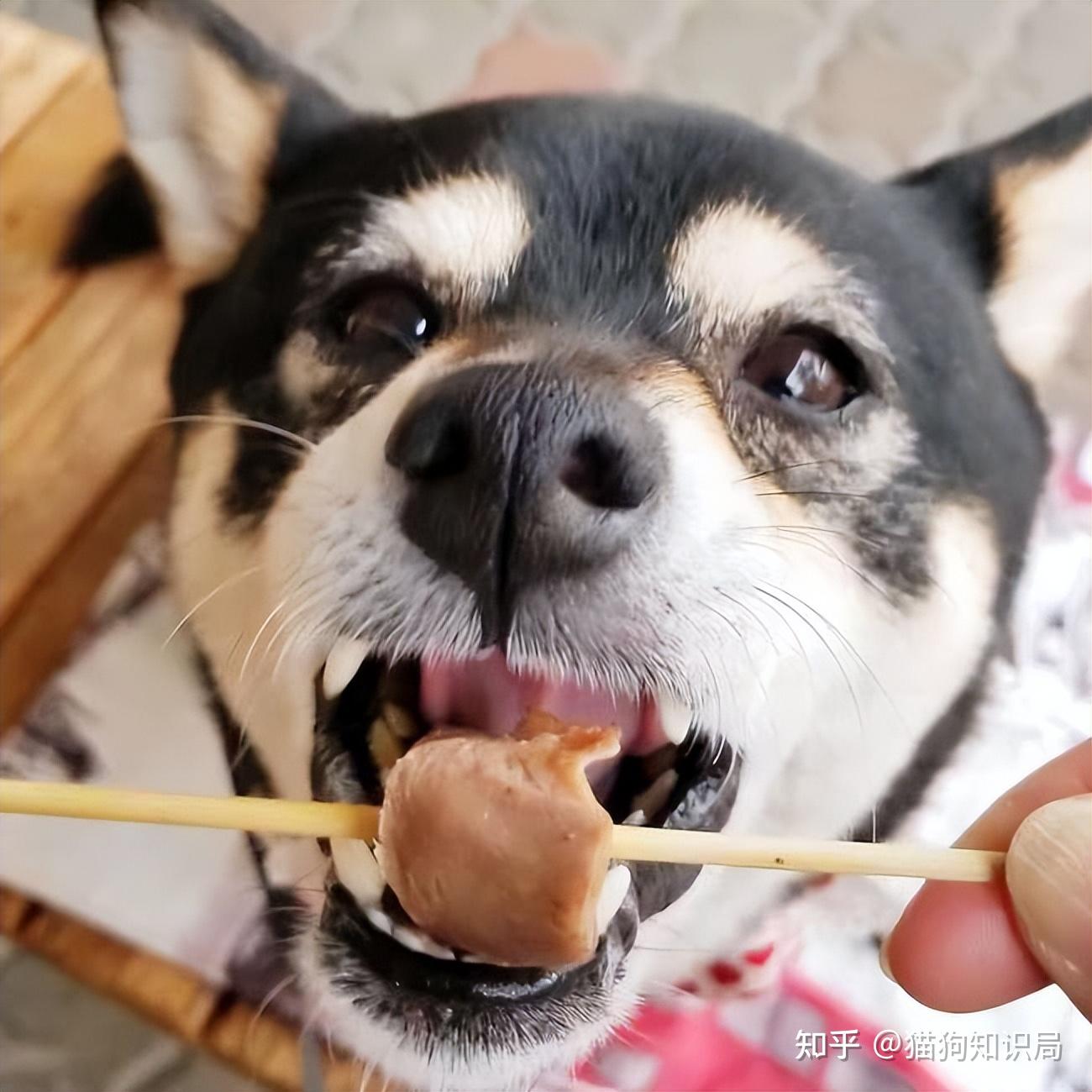 张翰柴犬图片