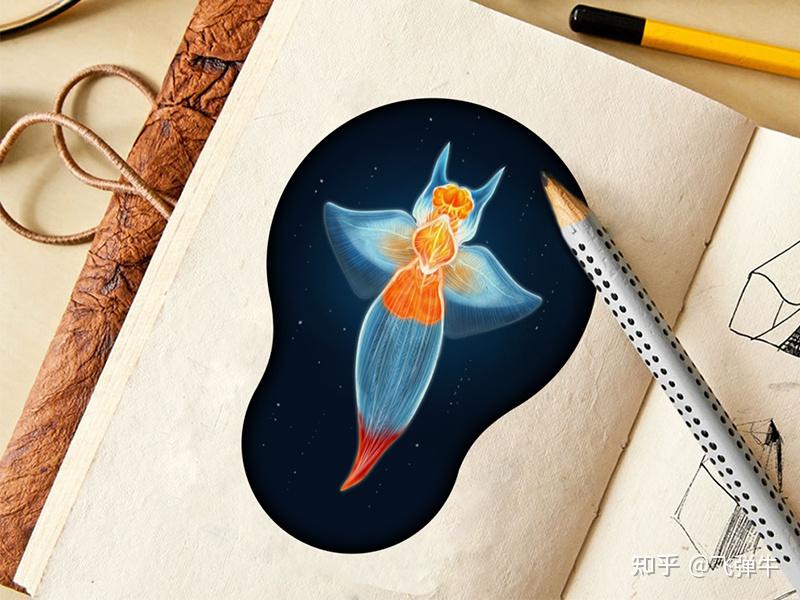 被称为“海天使”的裸海蝶其实是个残酷的天使 - 知乎