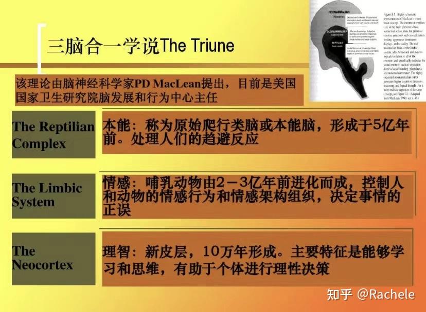 (三重大脑学说)这个概念并不陌生,在很多书中都有提到,人类的进化的