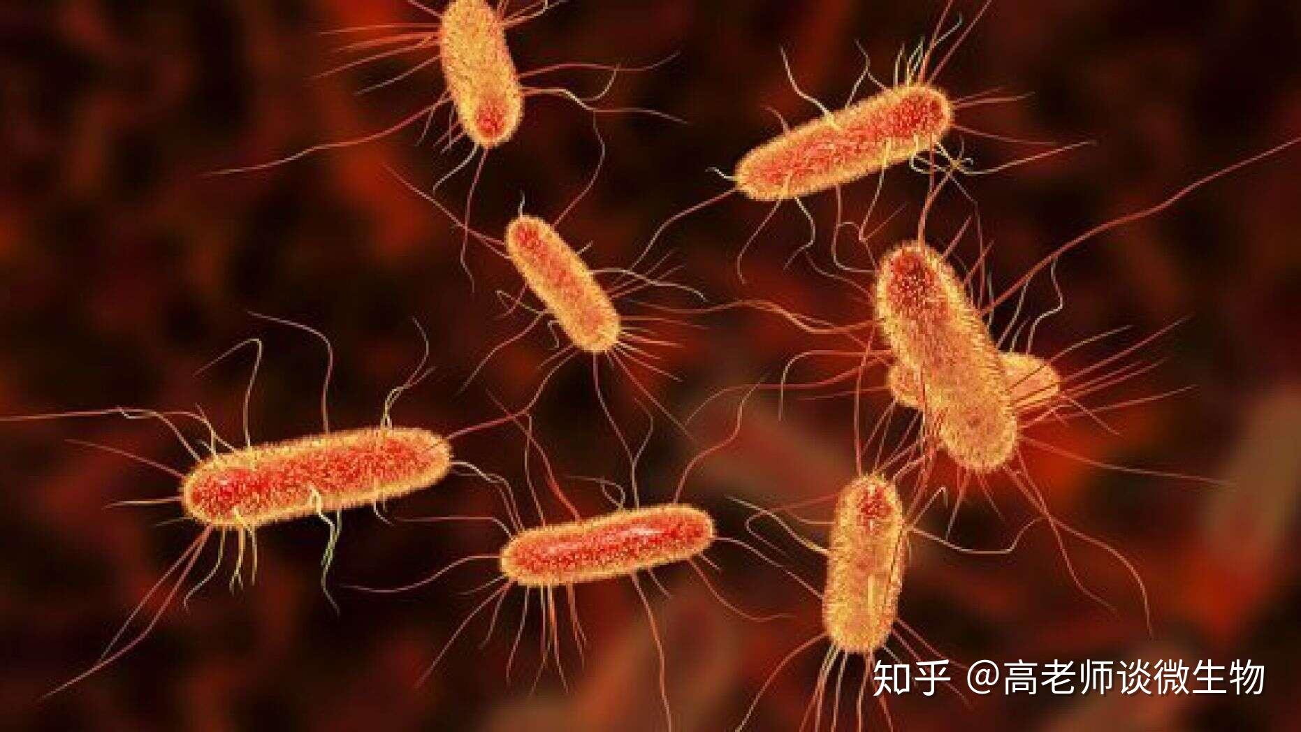 各位大神，有葡萄球菌，结核杆菌，大肠杆菌，蜡样芽孢杆菌，炭疽杆菌的红蓝铅笔手绘图吗？