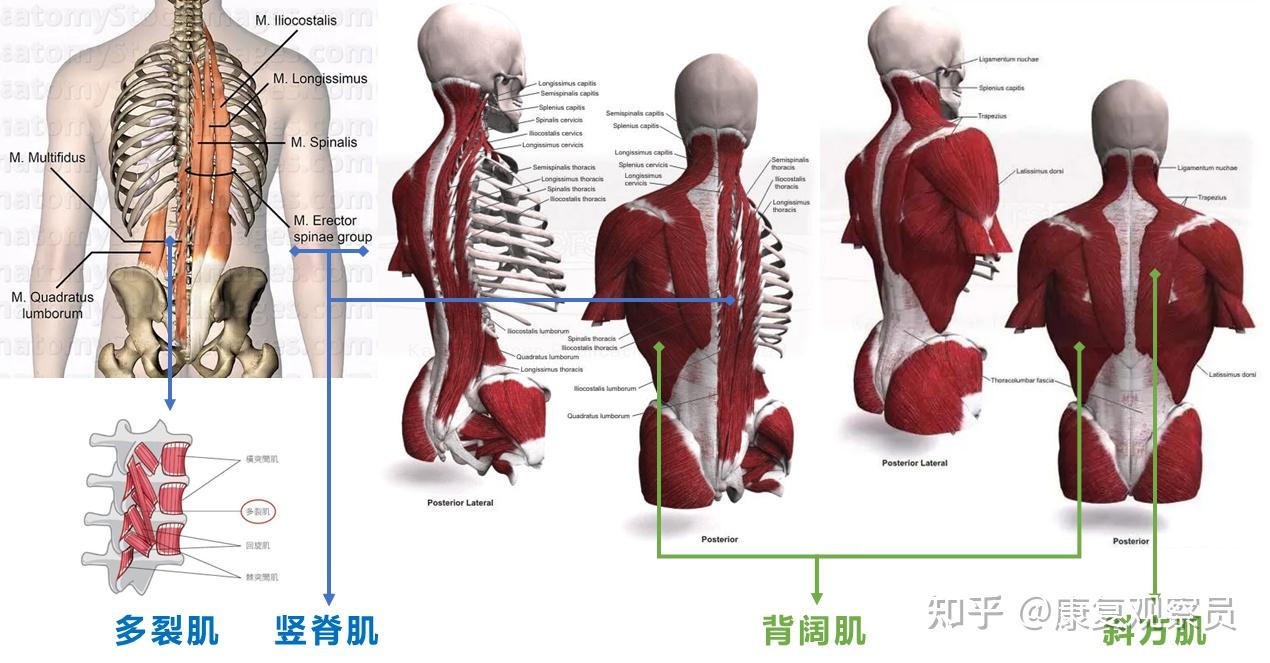 让脊柱重回稳定，需要激活核心肌群 - 知乎
