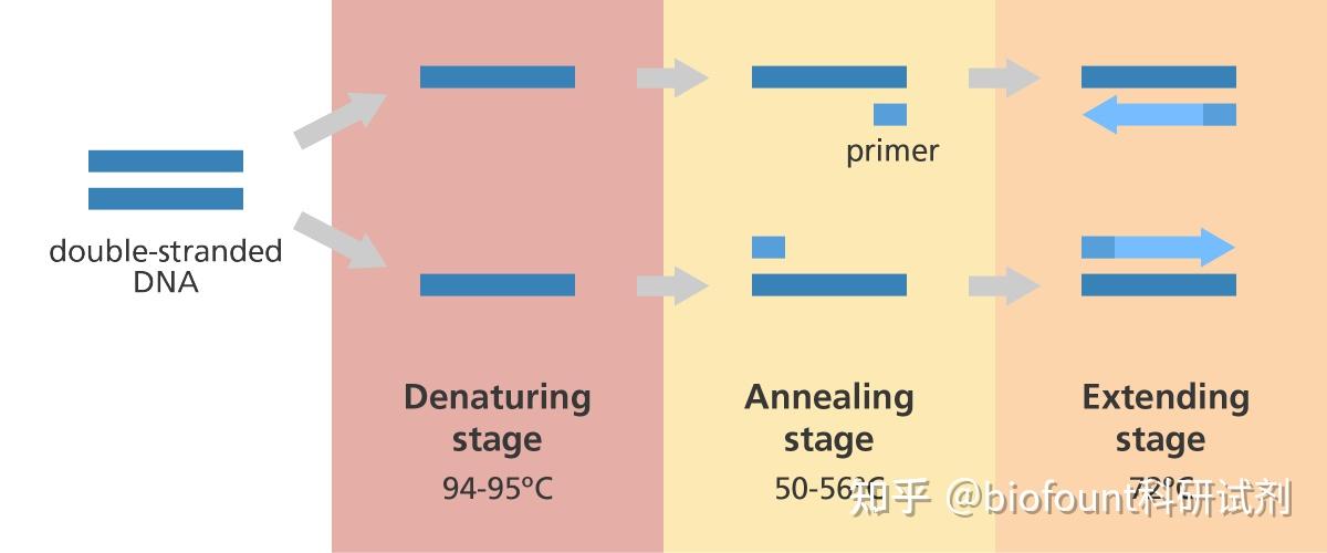 什么是 PCR(聚合酶链式反应)? - 知乎