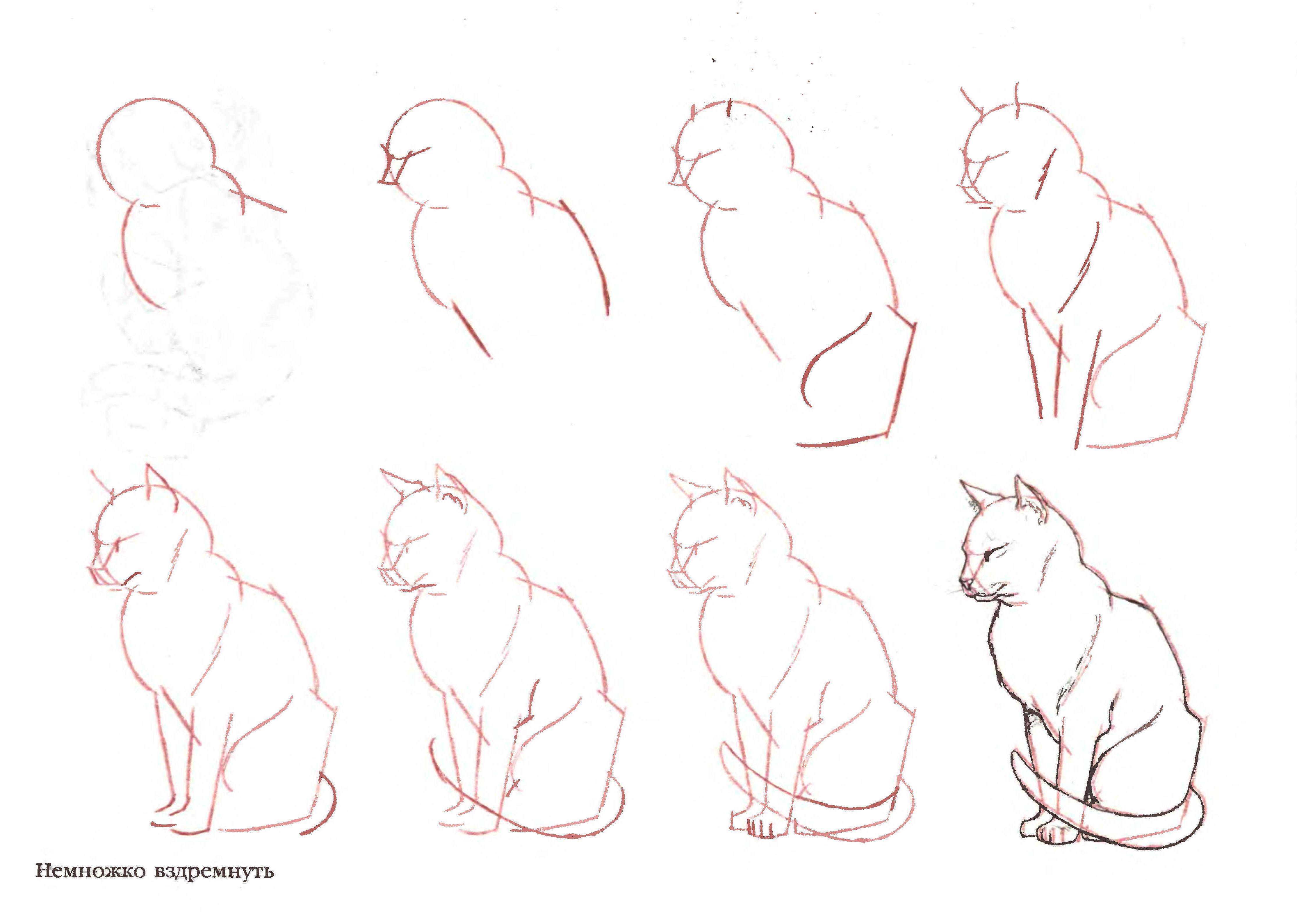 怎么画简单的小猫 一步一步教你画小猫 肉丁儿童网