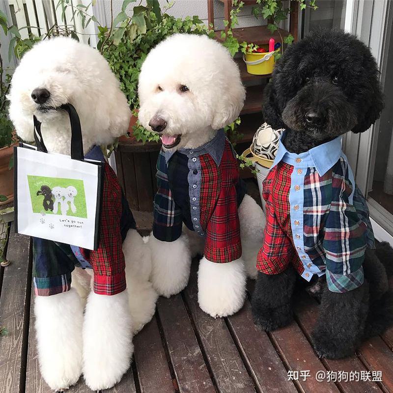 为何“巨型贵宾犬”这么多人喜欢?原来有这些好处 - 知乎