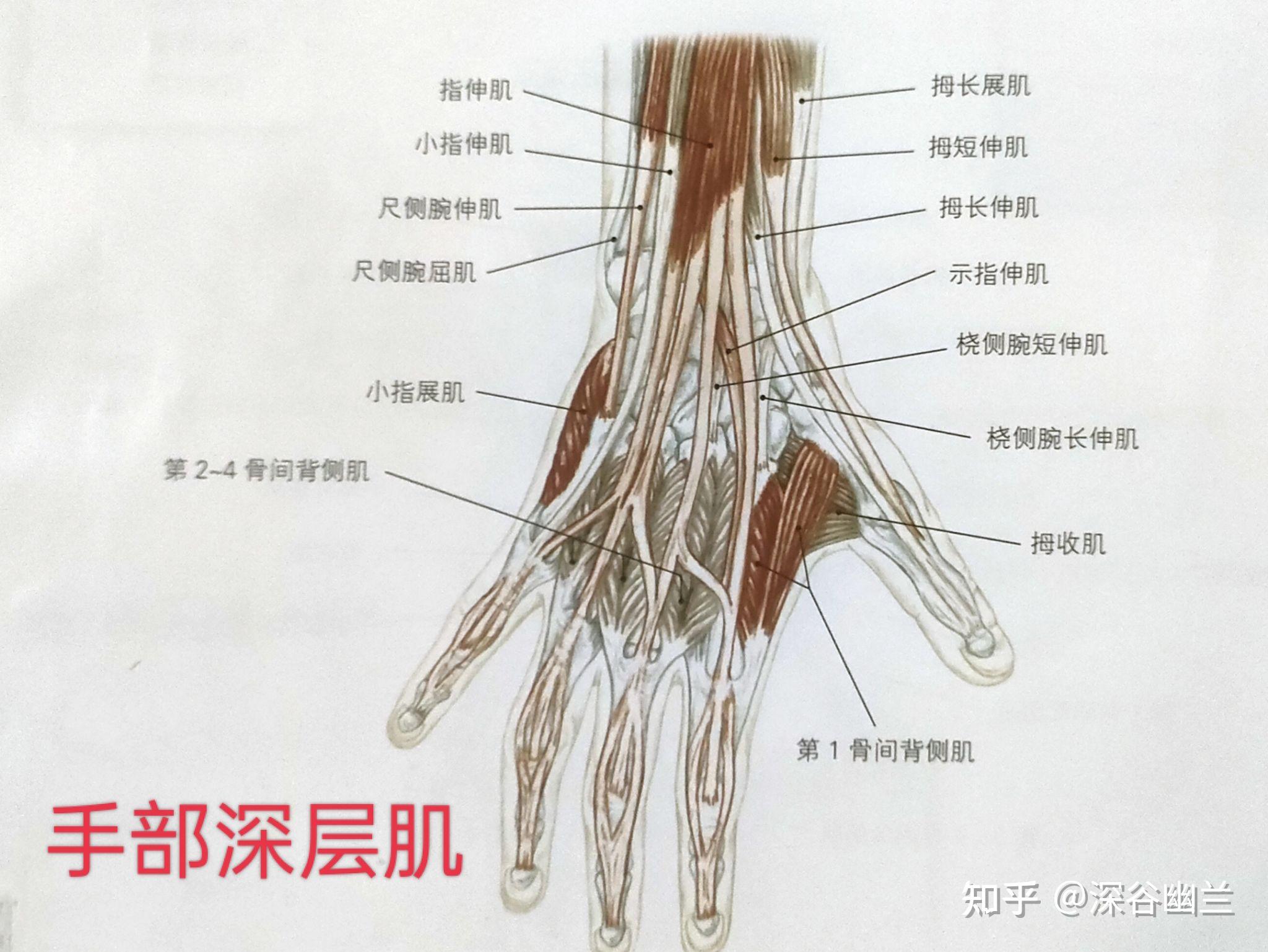 手指屈肌腱解剖结构图图片