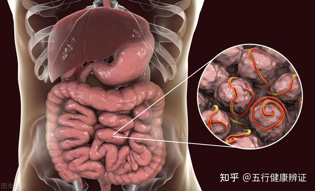 便秘是肠道里太干燥吗脾阳足大便通